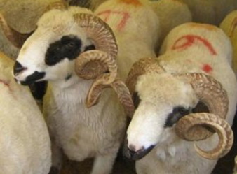 Eid al-Adha (Feast of Sacrifice) holiday starts on July 30th Eid al-Adha (Feast of Sacrifice) holiday starts on July 30th